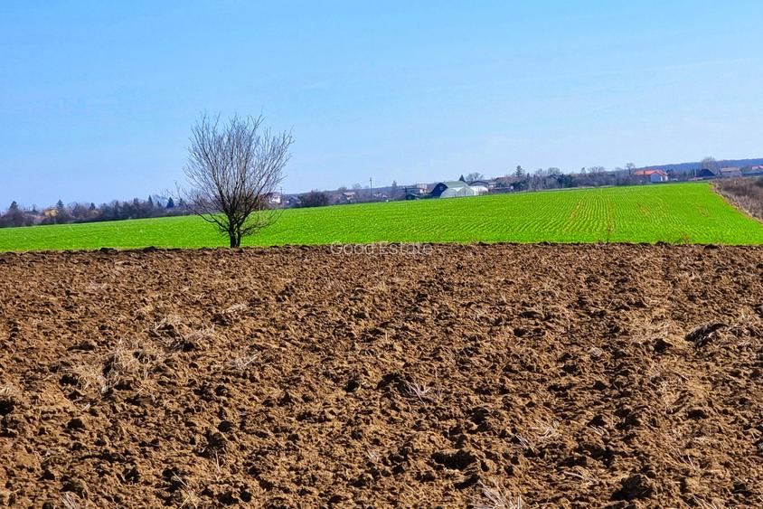Teren intravilan 13175mp utilitati Ciolpani Strada Alunisului - Padurea Snagov - 7