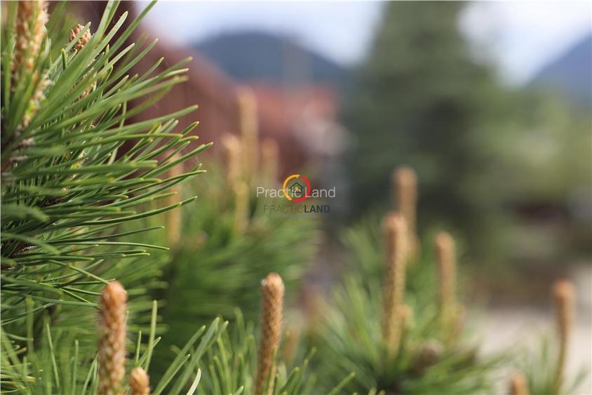 constructii si teren  intravilan18.000 mp - 3