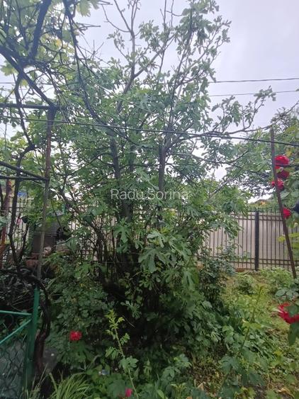 Închiriere casă Vatra Nouă Sector 1  - 4