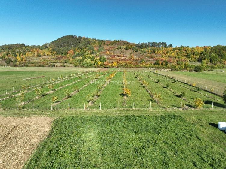 RECO, Teren cu livada de nuci, Zona Auseu, Bihor - 9