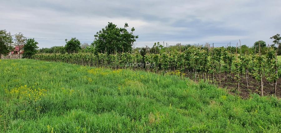 Teren intravilan 2300mp Sarulesti Sat Calarasi - 12