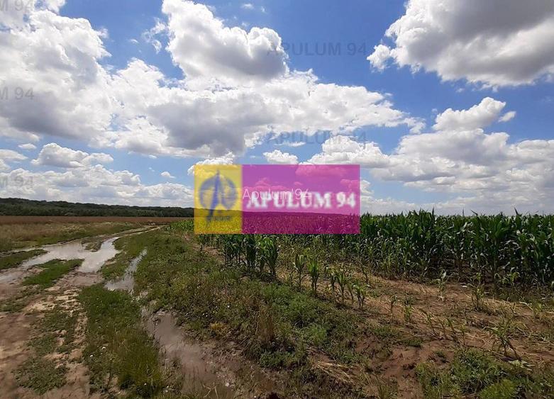 Teren 715mp în Snagov lângă Equestria - 40