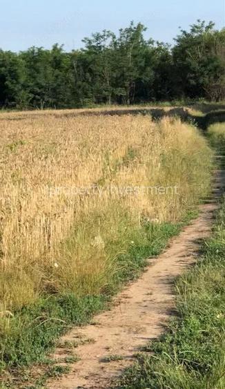 Teren Intravilan | Cernica-Sat Posta | 1588mp | UTR L1 - 3