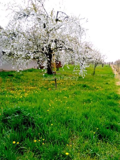 TEREN DE VÂNZARE în grădina viilor Carei - 3