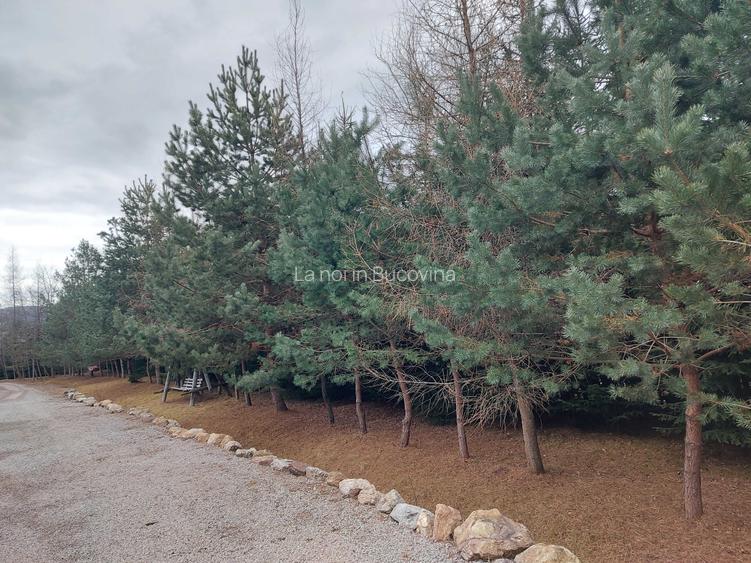 Esti interesat de proprietate si afacere la munte in Bucovina - 4