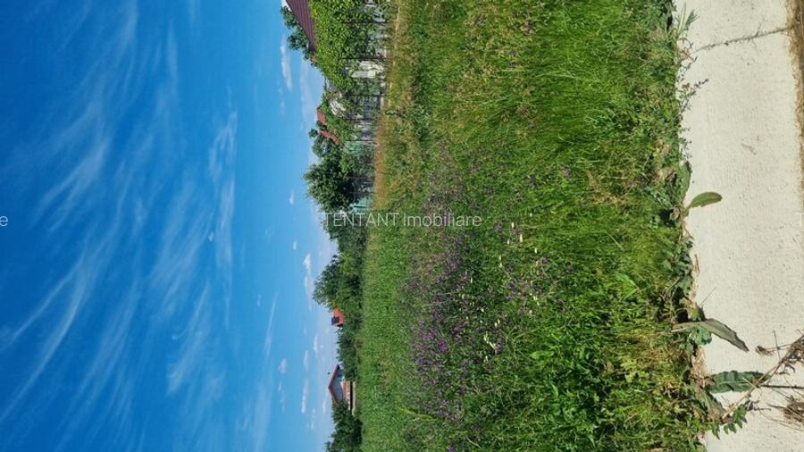 Vanzare Teren construibil 600mp 1 Decembrie Ilfov - 3