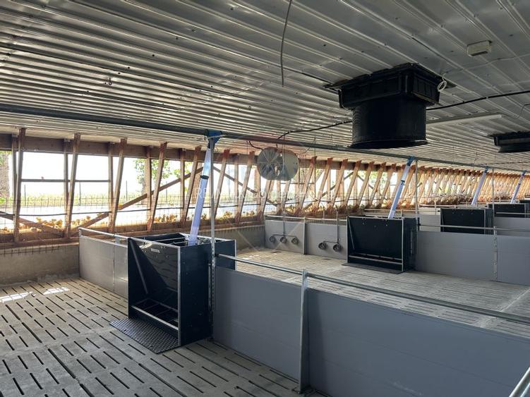 Ferma porcine la cheie - 5