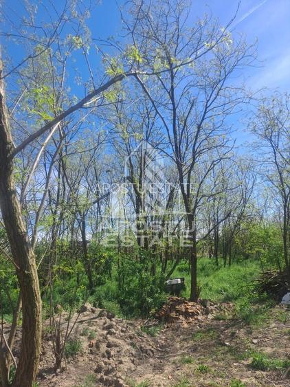 Casa individuala in Cruceni ,la granita cu Serbia - 14