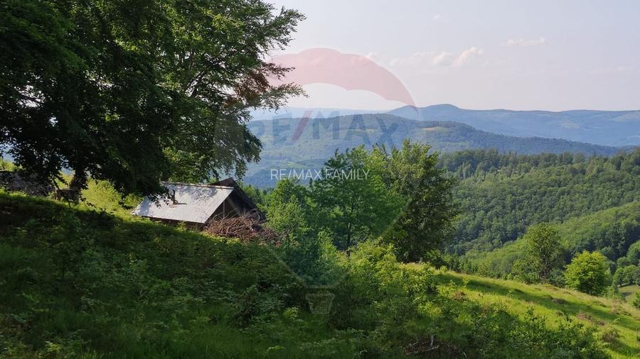 Teren 130000 mp extravilan, faneata si padure, Munteni - Bulz, Negreni - 20
