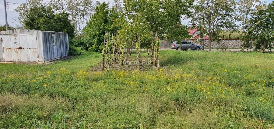 Teren intravilan 2300mp Sarulesti Sat Calarasi - 7