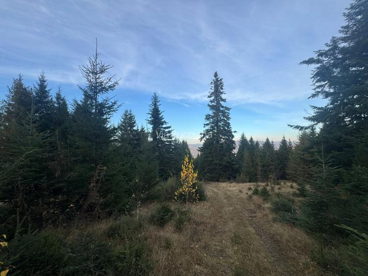 Vanzare 5,3 ha pasune deasupra Voronetului Suceava - Proiect Turistic - 31