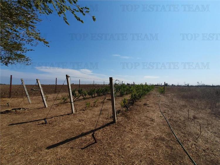 Teren intravilan agricol si teren curti constructii Lot 2 Parcela A326/49