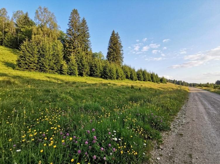 Oportunitate Investiție–Teren Intravilan 2.763 mp, Poiana Brașov Str. Stânii
