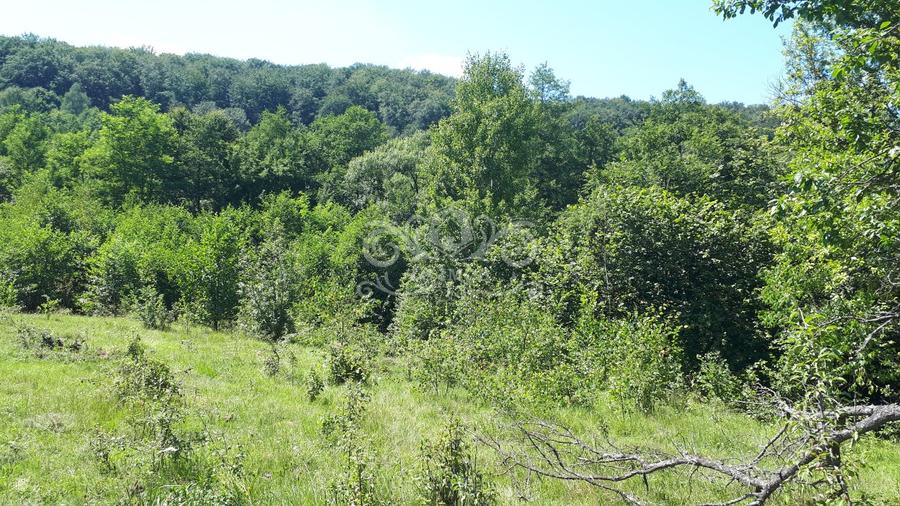 Teren cu livada de vanzare in Albesti de Muscel
