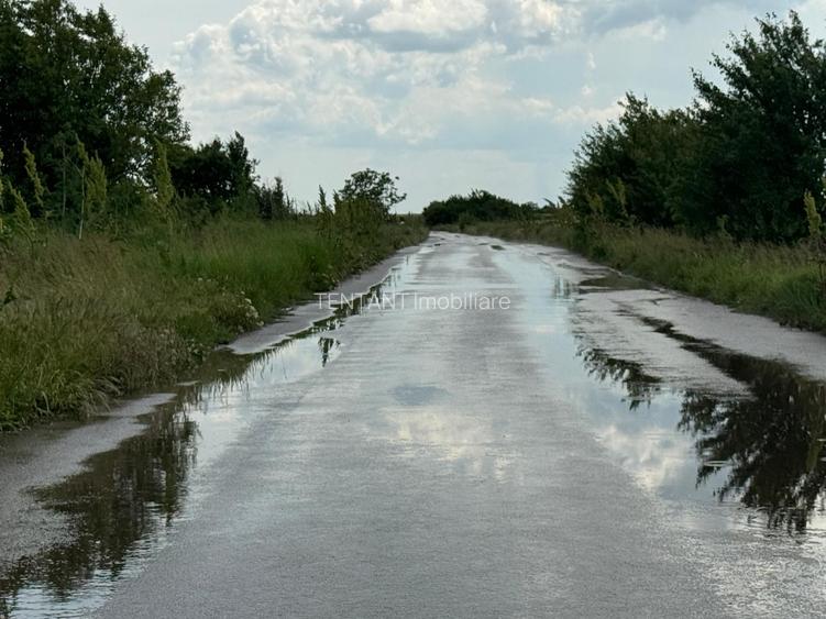 Vanzare Teren  intravilan 8000mp Adunati Copaceni Giurgiu - 7