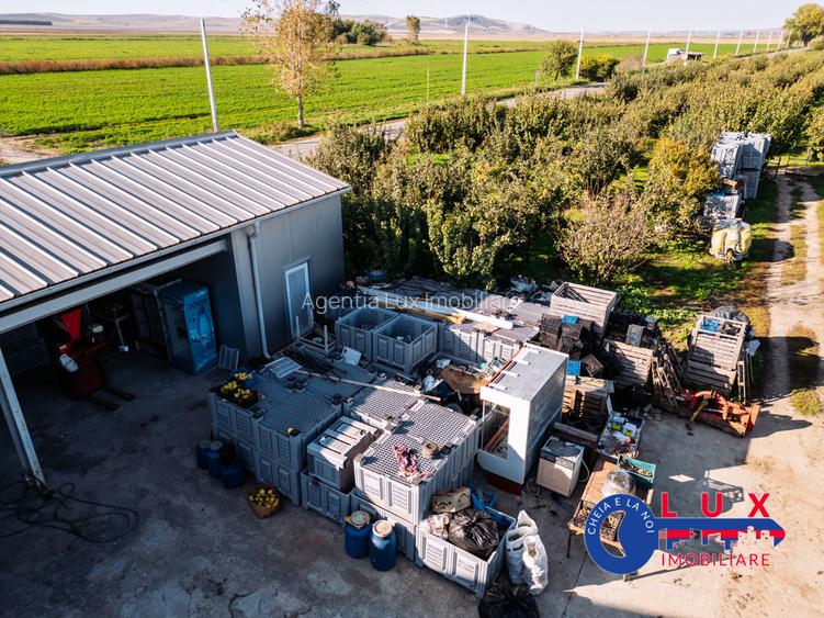 ID 7785 LIVADA SABANGIA DE VÂNZARE - 9