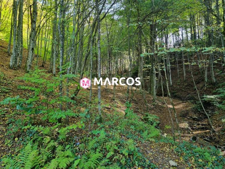 Teren Văliug, 2000mp, ID 950 - 2