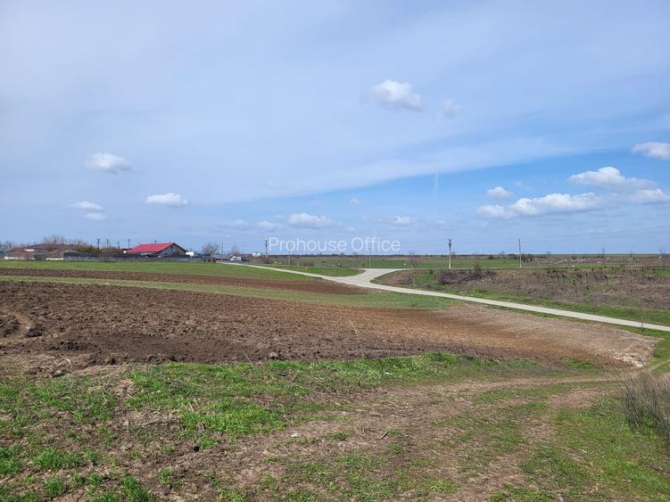 VANZARE TEREN PRUNDU INTRAVILAN AGRICOL GIURGIU POTENTIAL - 2