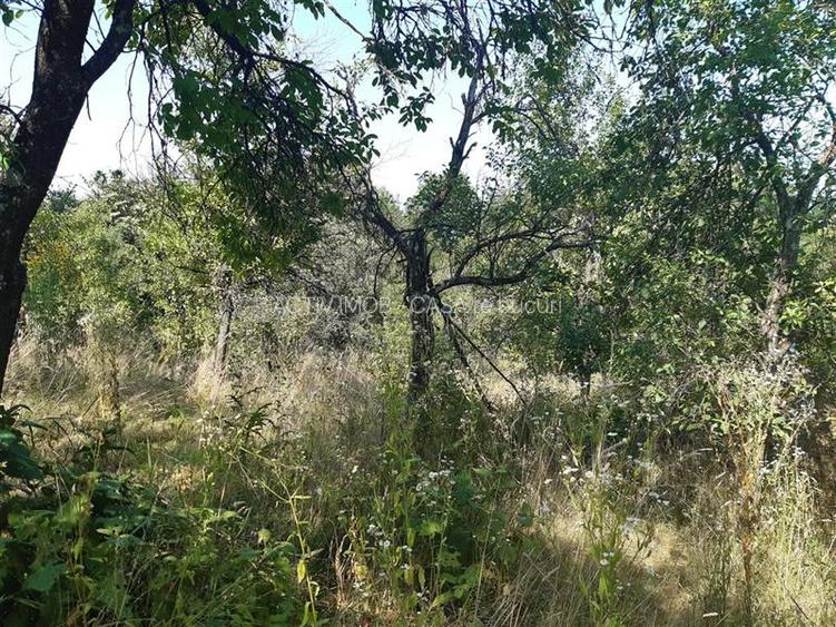 Resita Teren 5 500 Mp. Dr. Lupacului Peco Dusan - 4