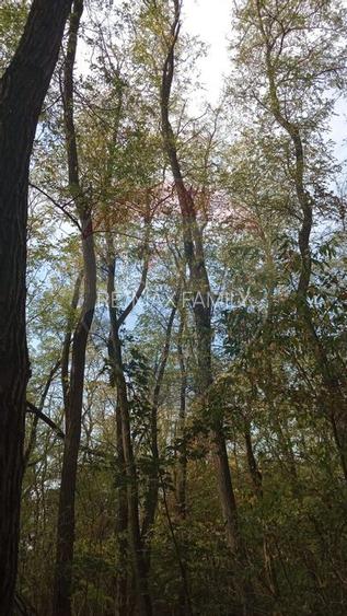 Teren forestier 15,618 mp Santimreu / com. Salard - 7