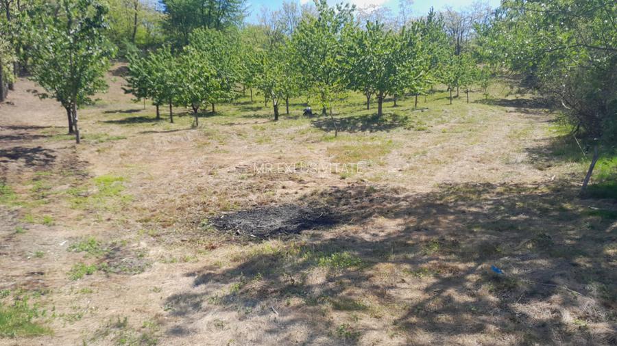 Teren extravilan de vânzare – Stănești, 3.861 mp, livadă de cireși - 4