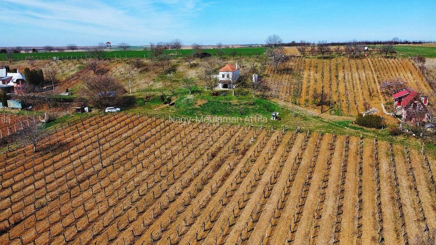 Investiție rară în Bihor - 11