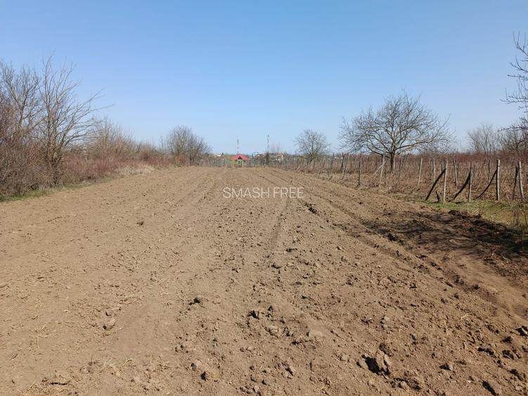 Teren extravilan 2400 mp in Afumati - 3