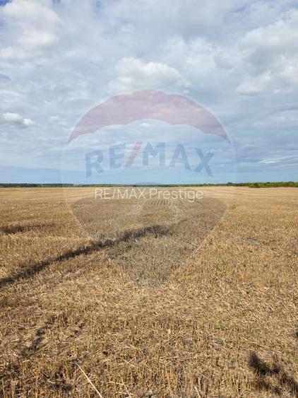 Teren 5000 mp deschidere Sos. Silistea Ciolpani - 3