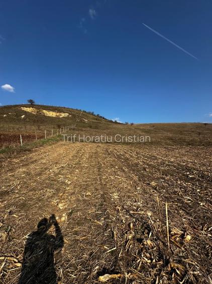 Teren extravilan 9000 mp Corușu, Baciu – acces drum,  acces apa curgatoare - 13