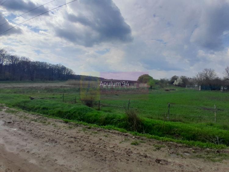 DE VANZARE TEREN 3400 MP IN SAT PODU ILFOVAT / COM BUTURUGENI (GR) - 14