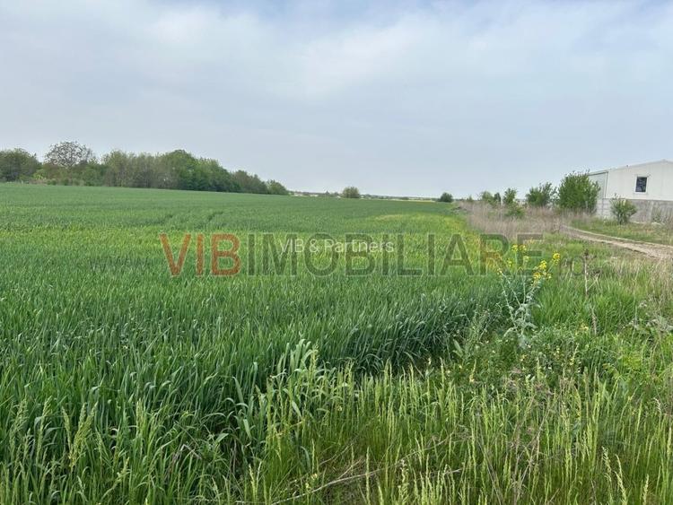 Comuna Dascalu - A0 - teren intravilan 9000 mp - 3