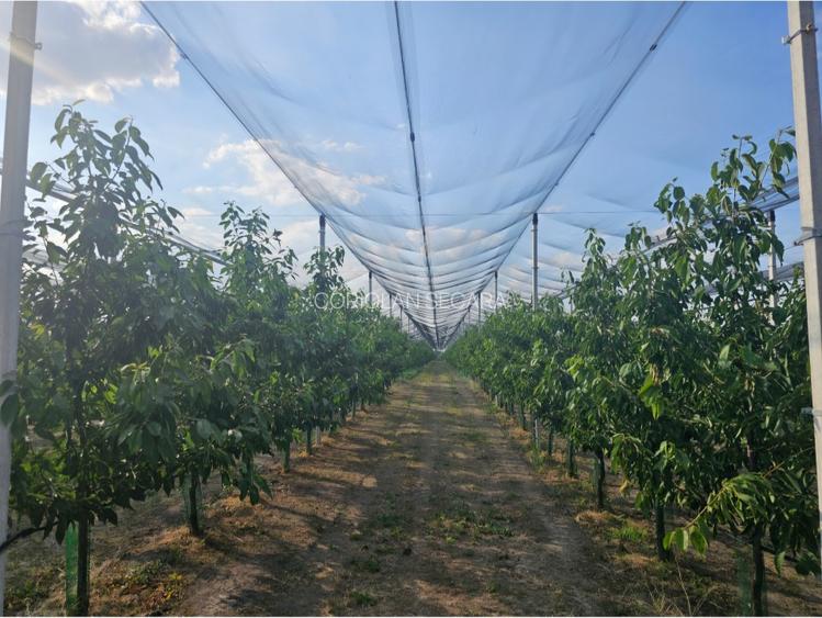 DE VANZARE  sau Parteneriat   PLATFORMA AGROINDUSTRIALA ARAD  - 4