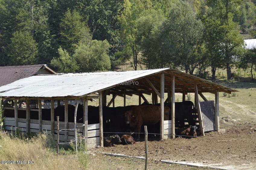 Bogati - Glimbocel, Ferma Zootehnica, Cladiri 1996 mp, Teren 4.89 ha - 16