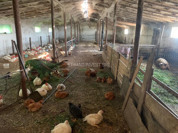 FERMĂ - PIETRENI - DN3 - UTILITĂȚI - 10.680 MP - 11