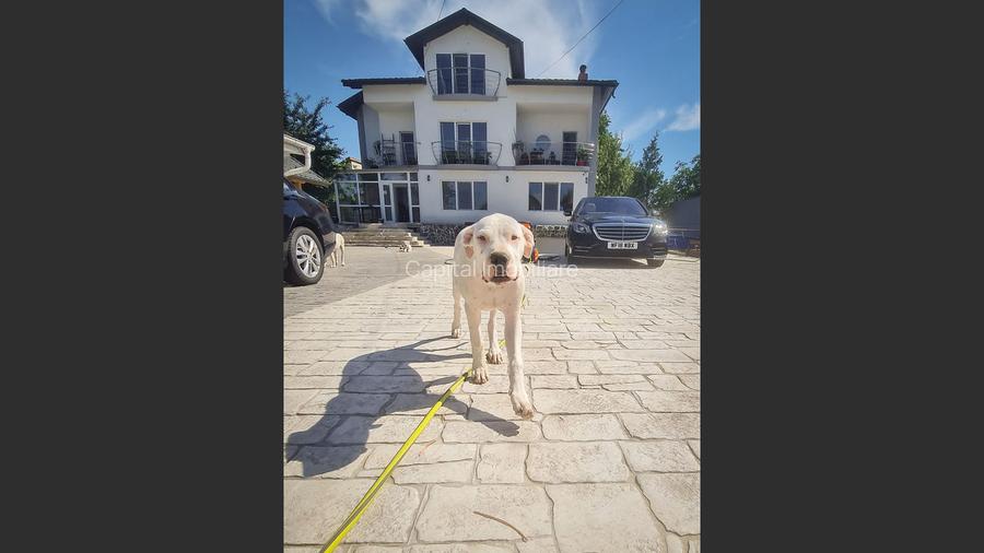 Casa/vila P+2 aproape de Bucuresti - 13