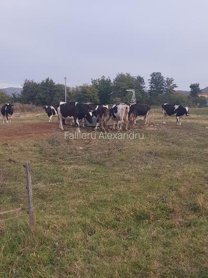 vand sau inchiriez  17500 mp intravilan in Cislau , sau parcele de 500 - 1000 mp - 5