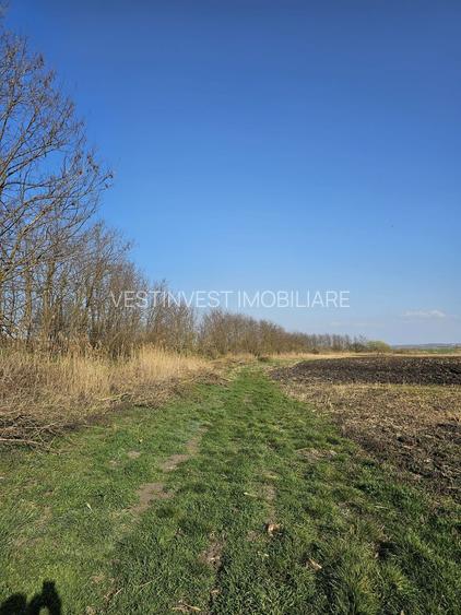 Teren extravilan pentru balastiera Biharia - 6
