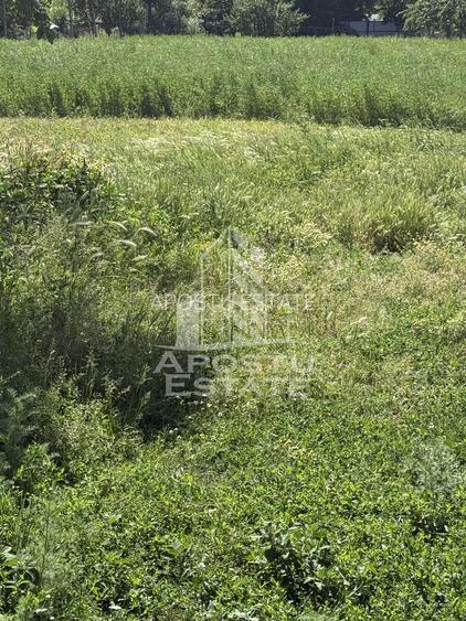 Casă veche în Bazos cu teren 1439 mp - 4