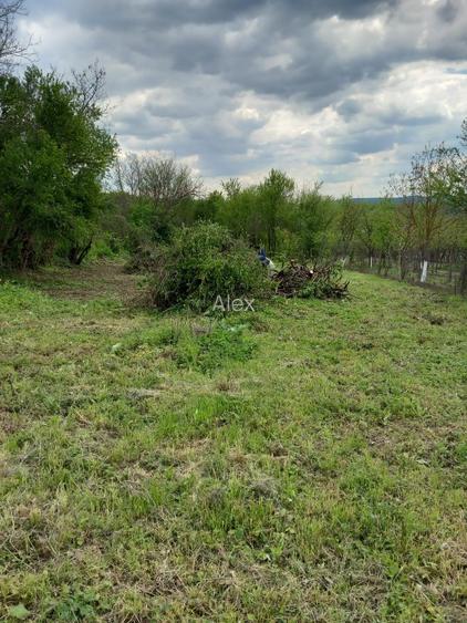 Teren de vanzare sat HARSA, Prahova - 4