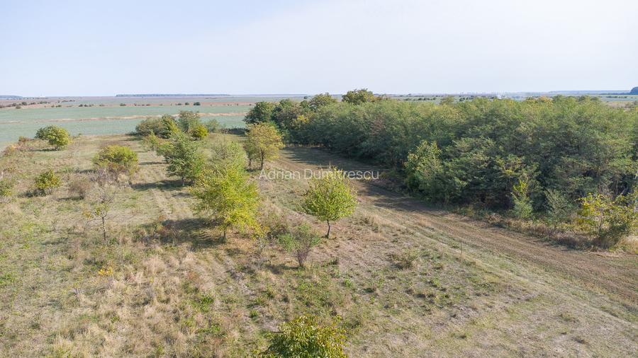 Teren intravilan Ilfov, Petrachioaia, la 3 minute STB Biserica Vanatori - 10