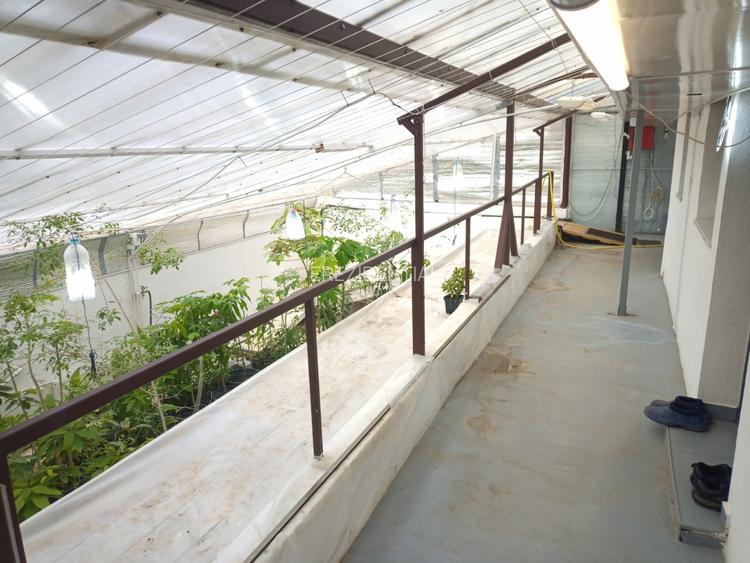 Casa Rahova -Alexandriei ,teren 560 MP - 9