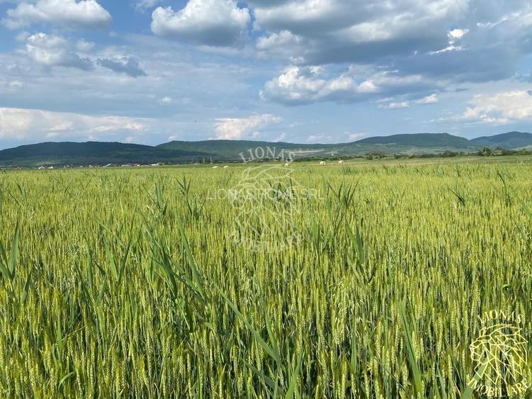 Teren -4.300 mp - Arabil - Chintelnic - 2