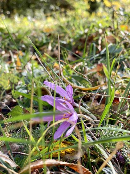 Teren retras panoramic cu panta lina, utilitati si copaci mari - 6