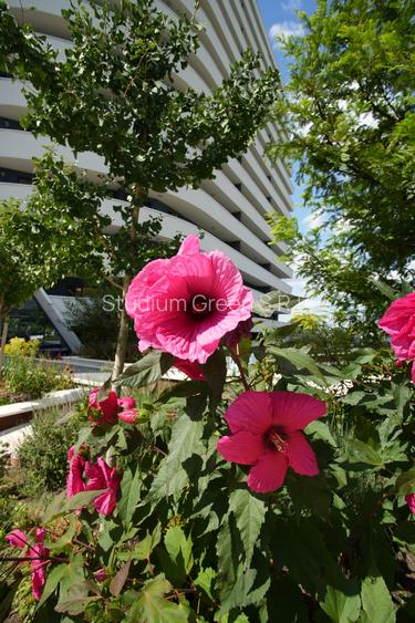 Vand apartament de lux, cu 2 camere in Wings- cu CF! - 3