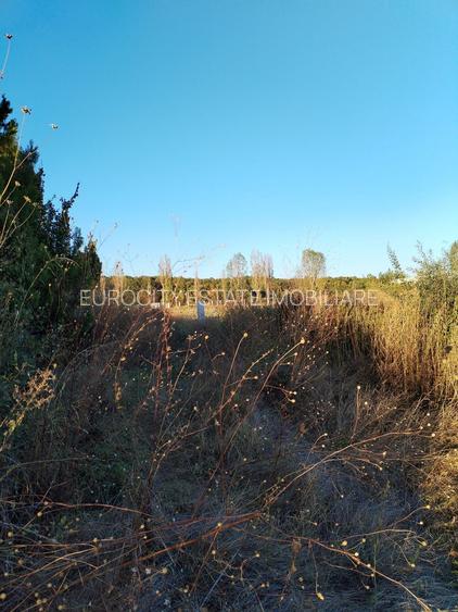 Ciolpani, spre Izvorani - COR, vanzare teren 5000mp. - 13