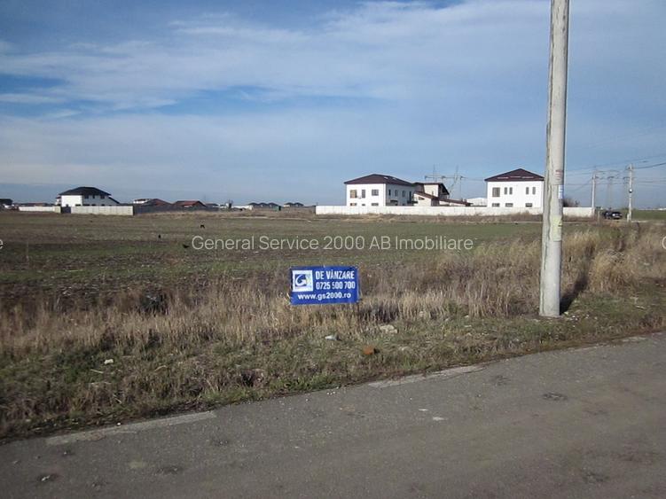 Domnesti-Narciselor - 3