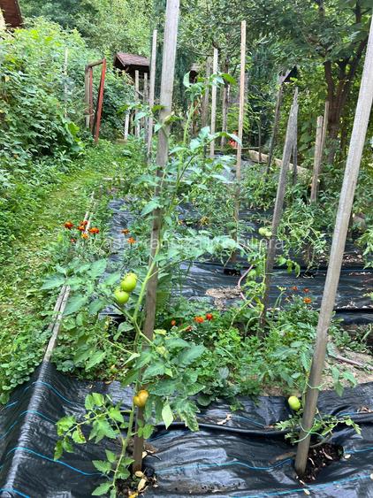 Spre vanzare cabana+ teren intravilan 1050mp pretabil casa de vacanta/locuinta - 24