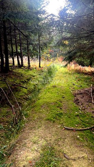 Vanzare 5,3 ha pasune deasupra Voronetului Suceava - Proiect Turistic - 19