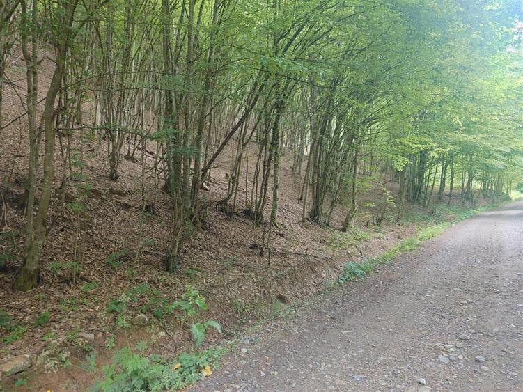 Teren in Bulzestii de Sus 3700mp