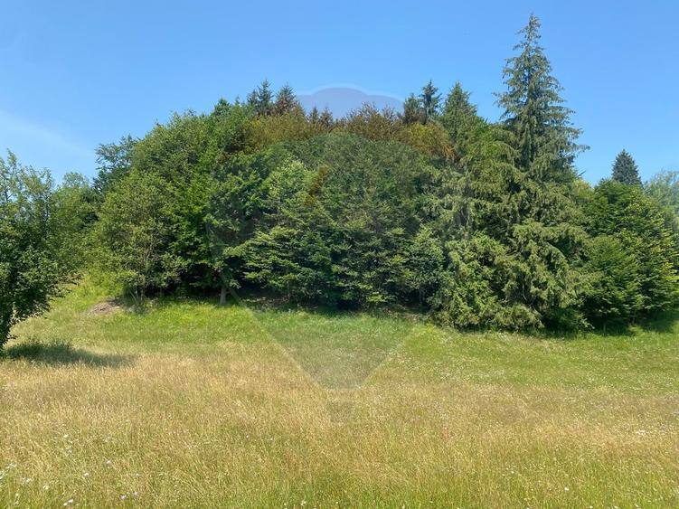 Teren Extravilan 3866 mp in Vama Buzaului la Strada Principala